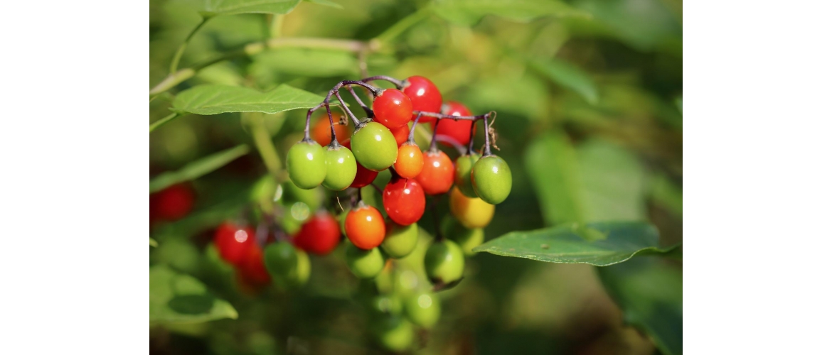 HOMEOPATICKÉ BYLINKY - Solanum Dulcamara