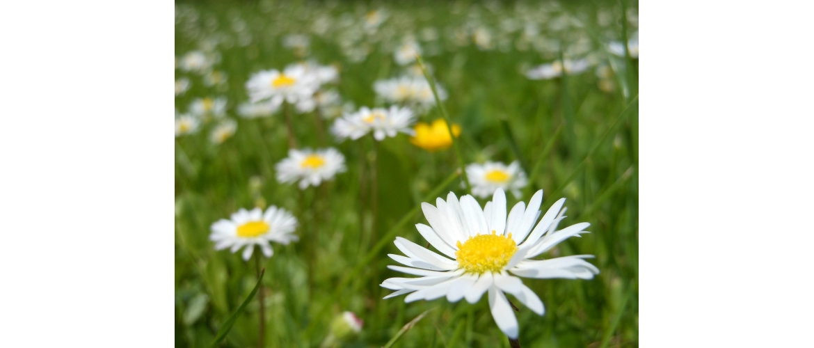 HOMEOPATICKÉ BYLINKY - Bellis perennis AKH